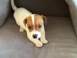 Jack Russel Kısa Bacak Kısa Tüy