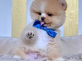 Safkan Pomeranian Boo Yavrularımız