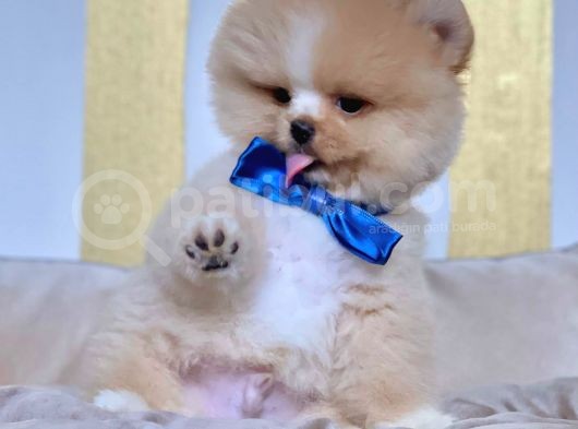 Safkan Pomeranian Boo Yavrularımız görsel