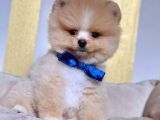 Safkan Pomeranian Boo Yavrularımız