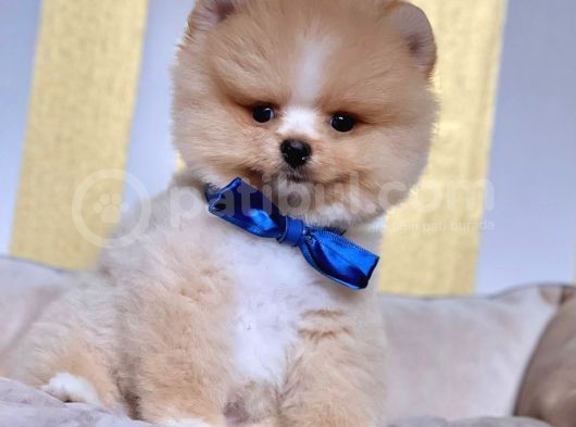 Safkan Pomeranian Boo Yavrularımız görsel
