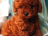 Toy Poodle Kırmızı Redbrown Safkan Orjinal Garantili