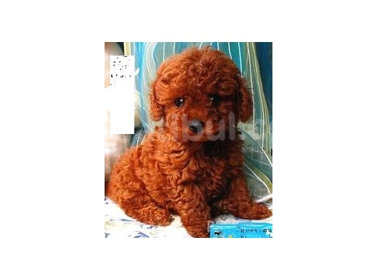 Toy Poodle Kırmızı Redbrown Safkan Orjinal Garantili görsel