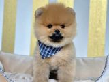 Safkan Pomeranian Boo Yavrularımız