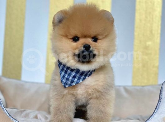 Safkan Pomeranian Boo Yavrularımız görsel