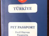 7 Aylık British Shorthair