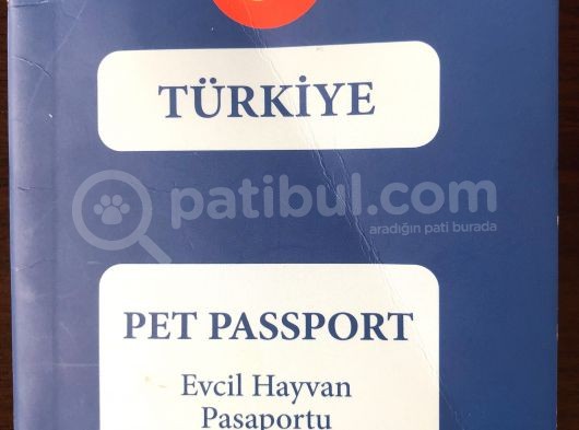 7 Aylık British Shorthair görsel