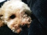 Küçük Poodle Erkek Yavrum