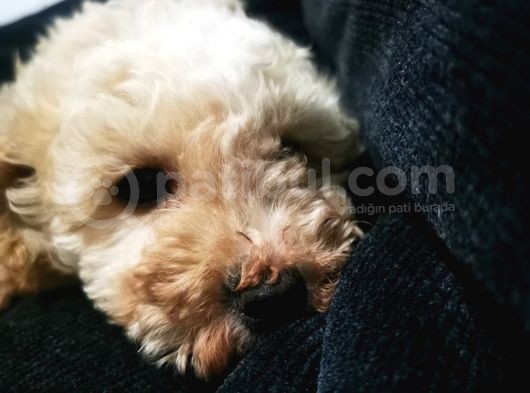 Küçük Poodle Erkek Yavrum görsel