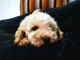 Küçük Poodle Erkek Yavrum