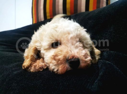 Küçük Poodle Erkek Yavrum görsel