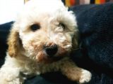 Küçük Poodle Erkek Yavrum