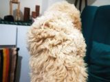 Küçük Poodle Erkek Yavrum