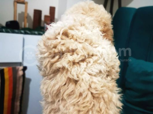 Küçük Poodle Erkek Yavrum görsel