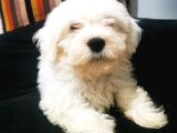 Küçük Maltipoo Bebegim
