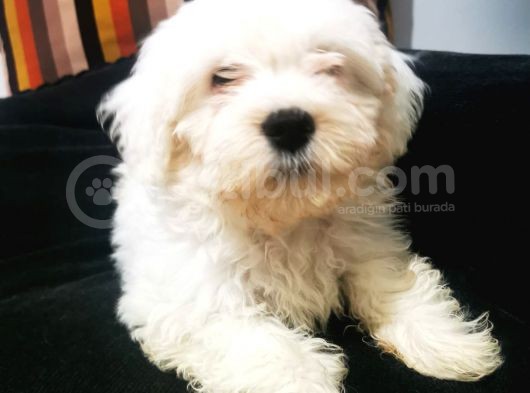 Küçük Maltipoo Bebegim görsel