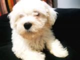 Küçük Maltipoo Bebegim