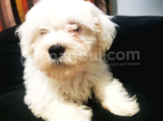 Küçük Maltipoo Bebegim