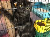 7 Aylık British Shorthair