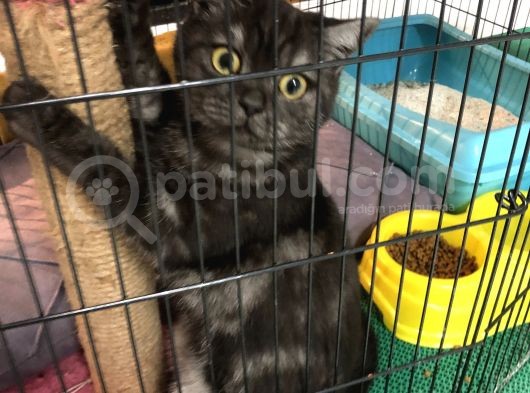 7 Aylık British Shorthair