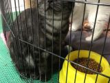 7 Aylık British Shorthair