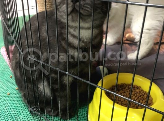 7 Aylık British Shorthair görsel