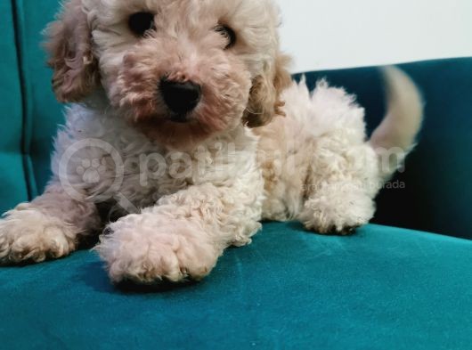 Erkek Bebeğim görsel