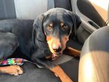 Av Köpeği- Rottweiler Kırması
