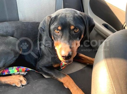 Av Köpeği- Rottweiler Kırması görsel