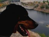 Av Köpeği- Rottweiler Kırması