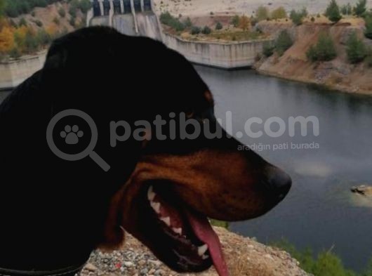 Av Köpeği- Rottweiler Kırması görsel