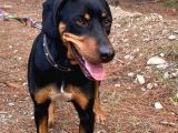 Av köpeği- Rottweiler Kırması
