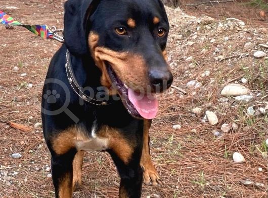 Av Köpeği- Rottweiler Kırması