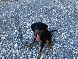 Av Köpeği- Rottweiler Kırması