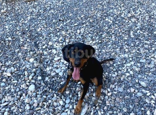 Av Köpeği- Rottweiler Kırması görsel