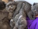 British Shorthair | Anne Baba Safkan | Tatlı Yavrular