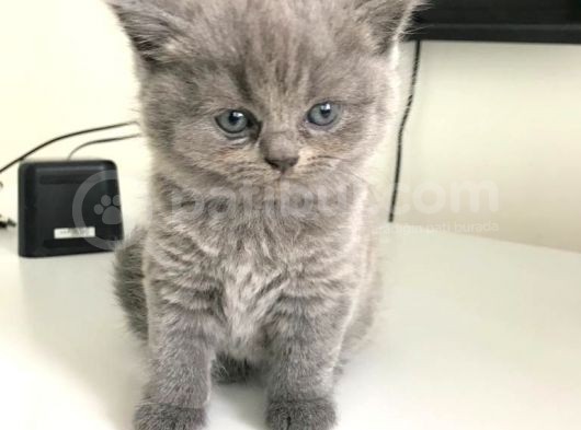 British Shorthair | Anne Baba Safkan | Tatlı Yavrular görsel