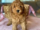 Muhtesem Guzellikte Toy Poodle Yavrular