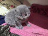 Baba Scottish Fold Anne British Shorthair