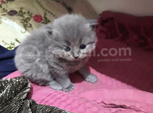 Baba Scottish Fold Anne British Shorthair