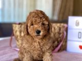 Muhtesem Guzellikte Toy Poodle Yavrular