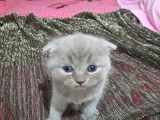 Baba Scottish Fold Anne British Shorthair