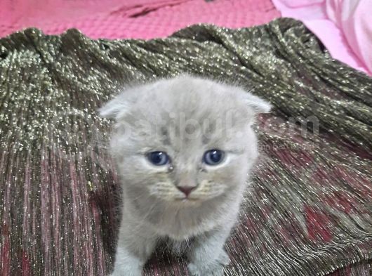 Baba Scottish Fold Anne British Shorthair görsel