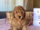 Muhtesem Guzellikte Toy Poodle Yavrular