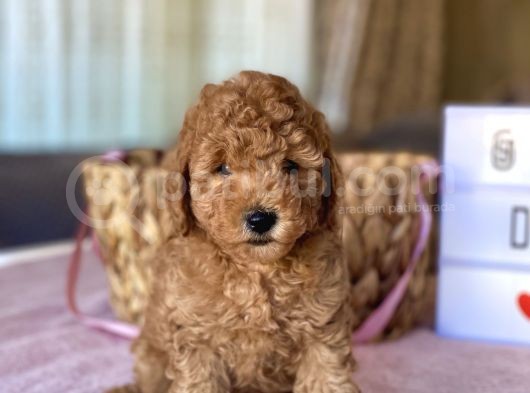 Muhtesem Guzellikte Toy Poodle Yavrular