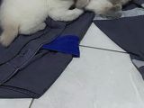 Özel Irk Scotish Fold