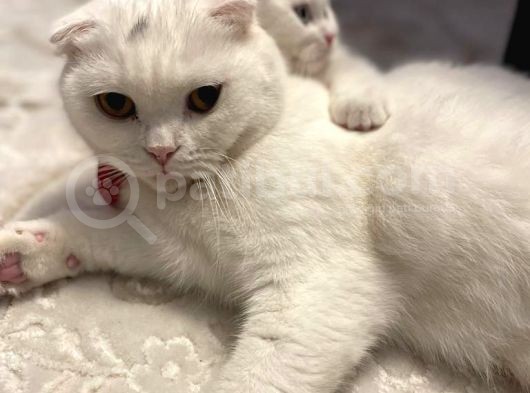 Scr Li Anne Babanın Güzellikleri görsel