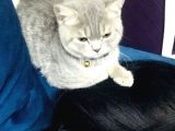 Çok Uysal Ve Sevimli Kedi İstiyenlere