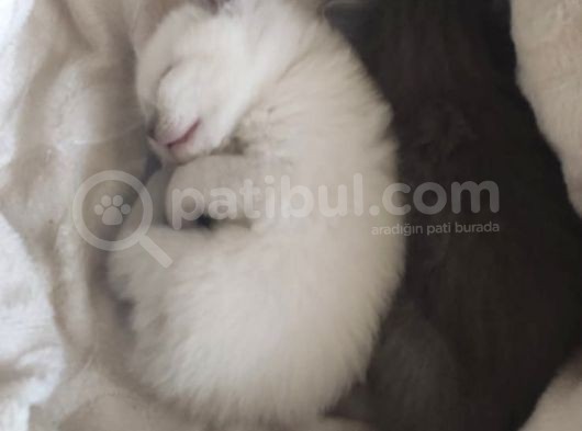 Scottish Kediler görsel