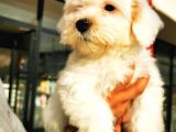 Maltipoo Erkek